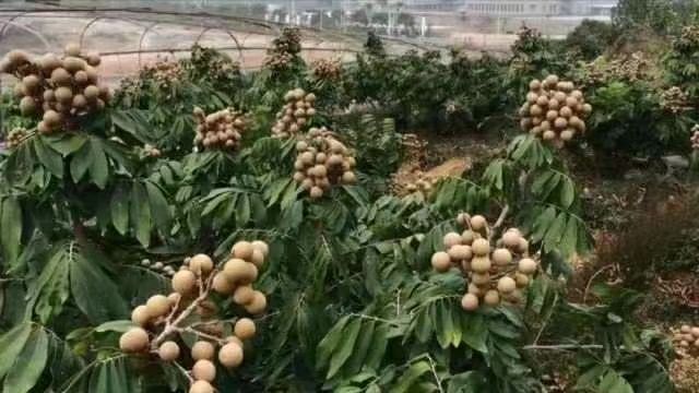 灵山县三红蜜柚苗