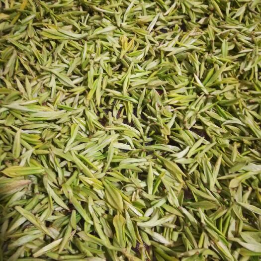 新昌县保靖黄金茶