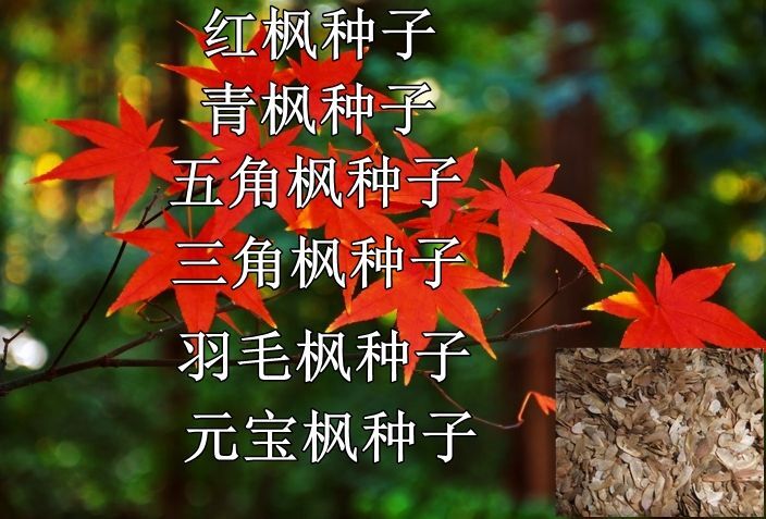 新沂市美国红枫 种子种子秋火焰种子日本红枫种子黄金枫三角枫五角枫