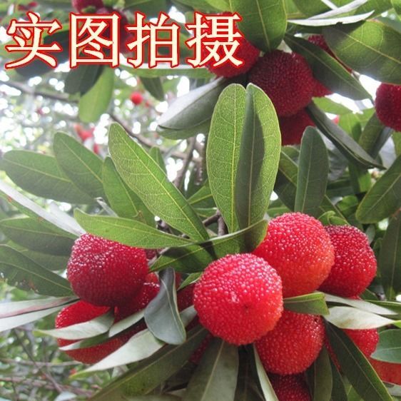 灵山县广西杨梅蜜蜂杨梅 大量有果出售十斤送一斤