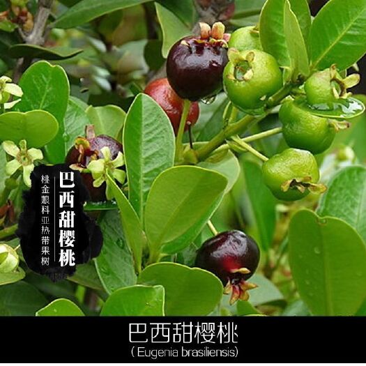 灵山县巴西樱桃苗 巴西甜樱桃营养杯苗带泥发货包邮