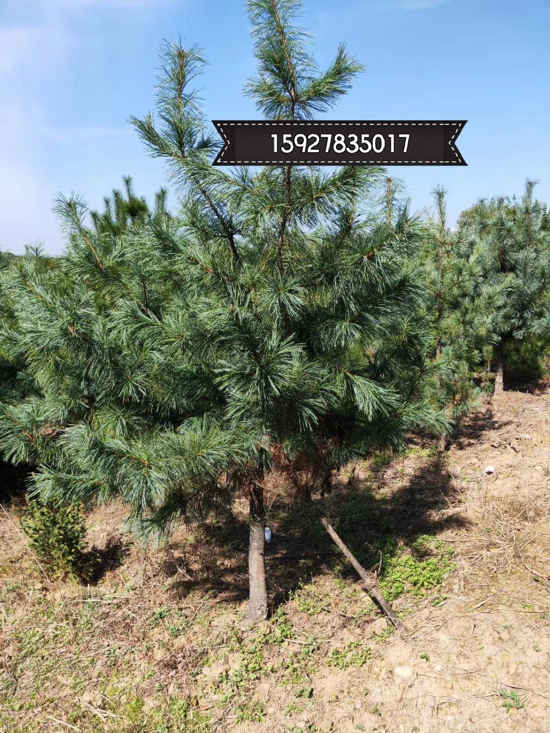 黑松 2.5~3米