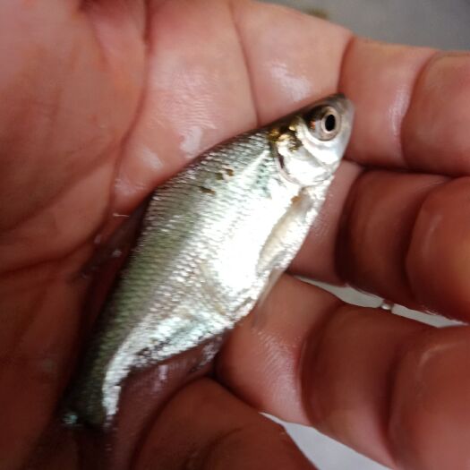 重庆市 我场大量供应各种规格的五昌鱼苗，规格齐全，可送货云贵川，欢迎