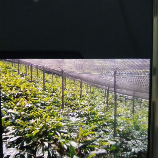 马关县草果苗 丛生苗 0.5~1米 