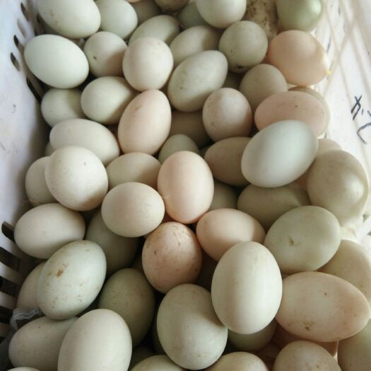信阳土鸭蛋 食用 箱装