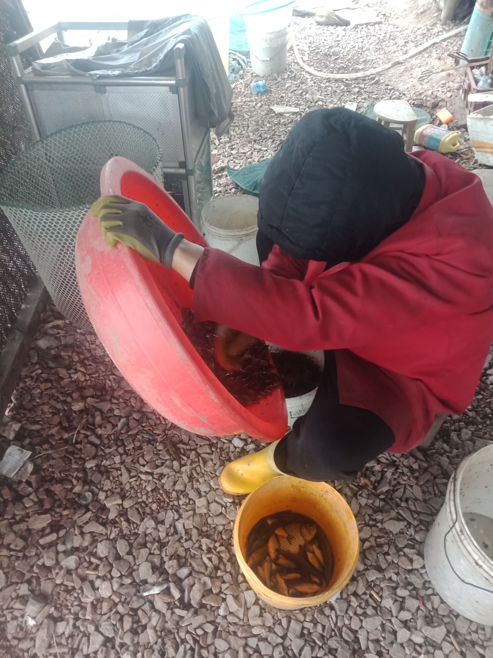 ***小龙虾 4-6钱 人工养殖