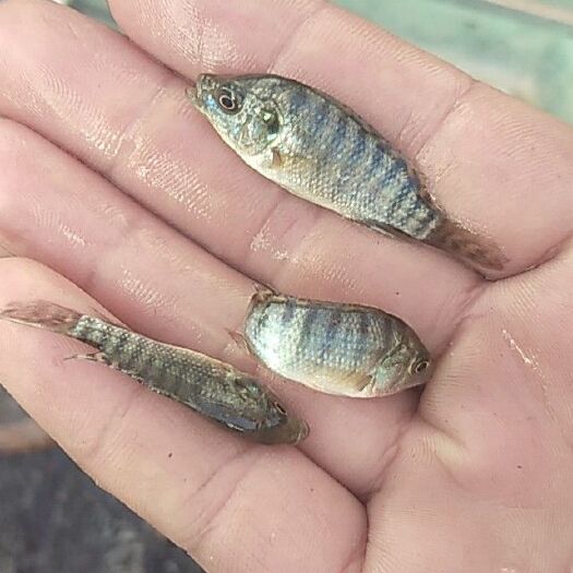 思南县罗非鱼苗 支持送货上门，货到付款量大从优，四川，云南，贵州，湖南，广西