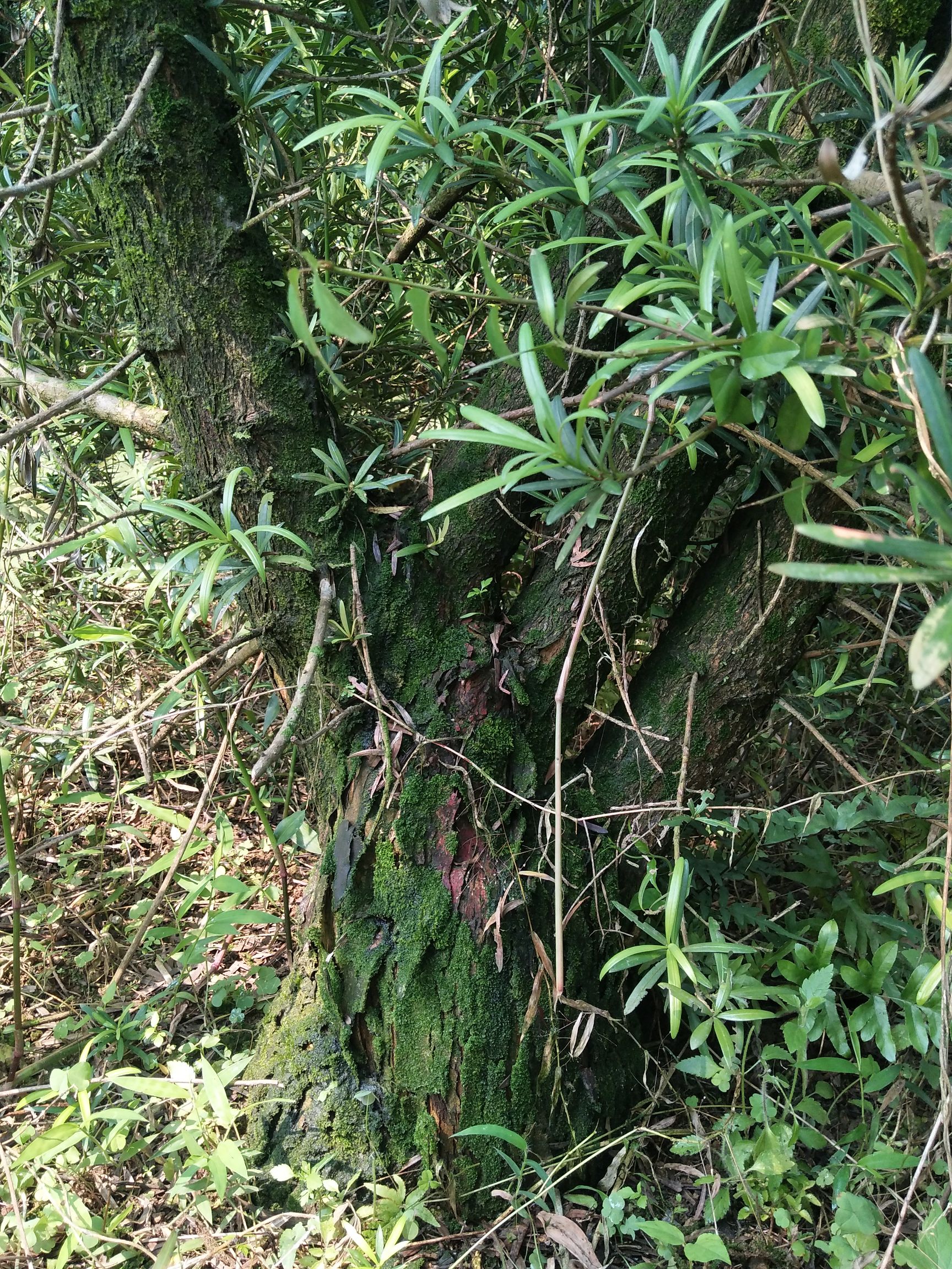  矮庄罗汉松适合盆景造型就三棵21至23分，16起分的50棵