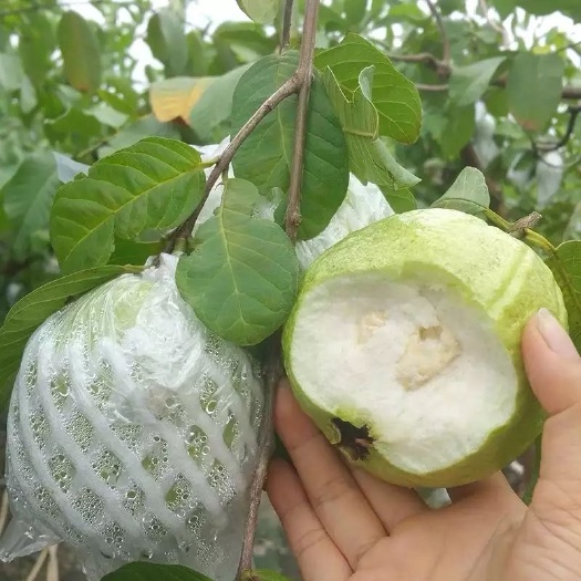 北流市白心番石榴 广西高山种植现摘现发新鲜清脆香甜送辣椒盐十斤装包邮