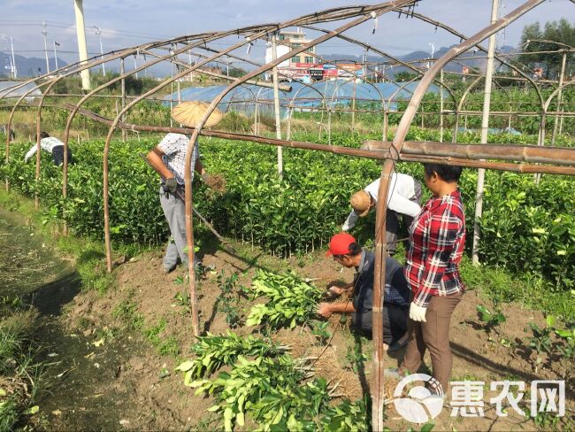 黄金蜜柚苗 别名黄肉蜜柚苗