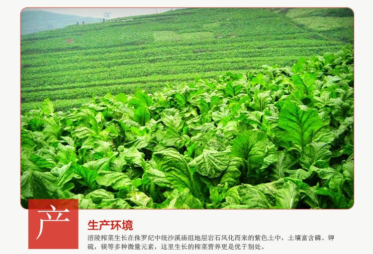 涪陵榨菜方便榨菜红油榨菜50g装