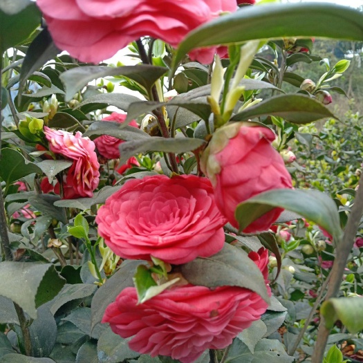 盐津县七芯中型茶花