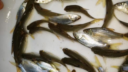清远鲤鱼苗 多品种+观赏红鲤鱼+禾花鲤+迷你无鳞