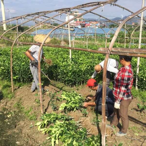 福建柚子苗 三红蜜柚红肉蜜柚苗一年苗