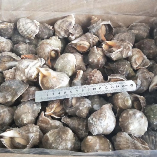 东港市海螺去脏熟冻单冻去脏海螺海螺