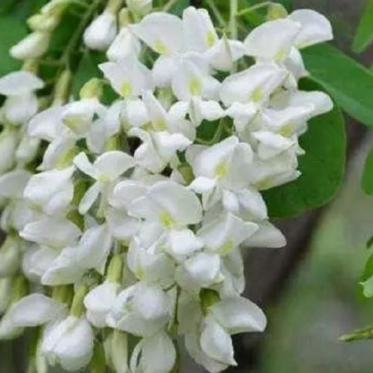 平舆县槐树花 鲜货