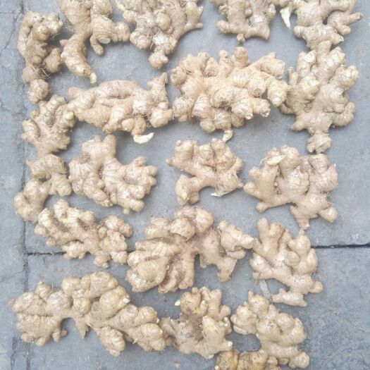 罗平县小黄姜 4~6两 带土