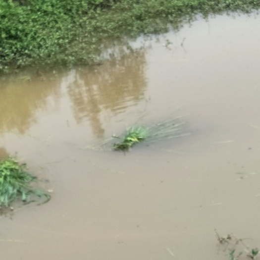 叙永县池鲤鱼 草鱼