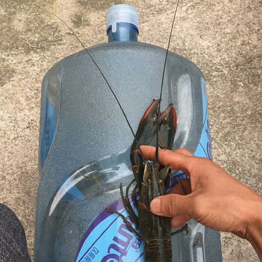 珠海澳洲淡水小龙虾 塘虾