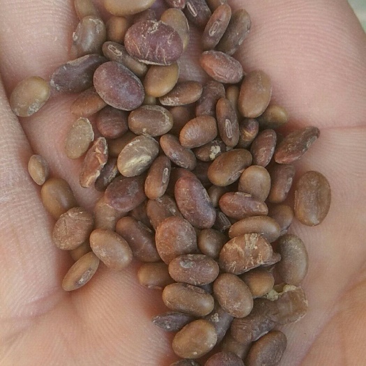 灵台县小粒黄豆 生大豆 5等品