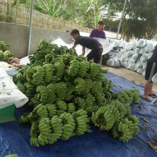 麻栗坡县米蕉 七成熟