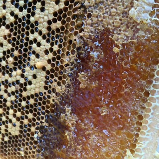 北流市土蜂蜜 塑料瓶装 2年以上 