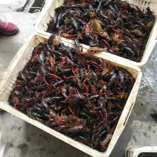 南县小龙虾  6以上大青虾