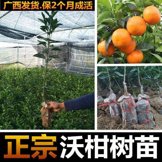 灵山县沃柑苗 嫁接苗