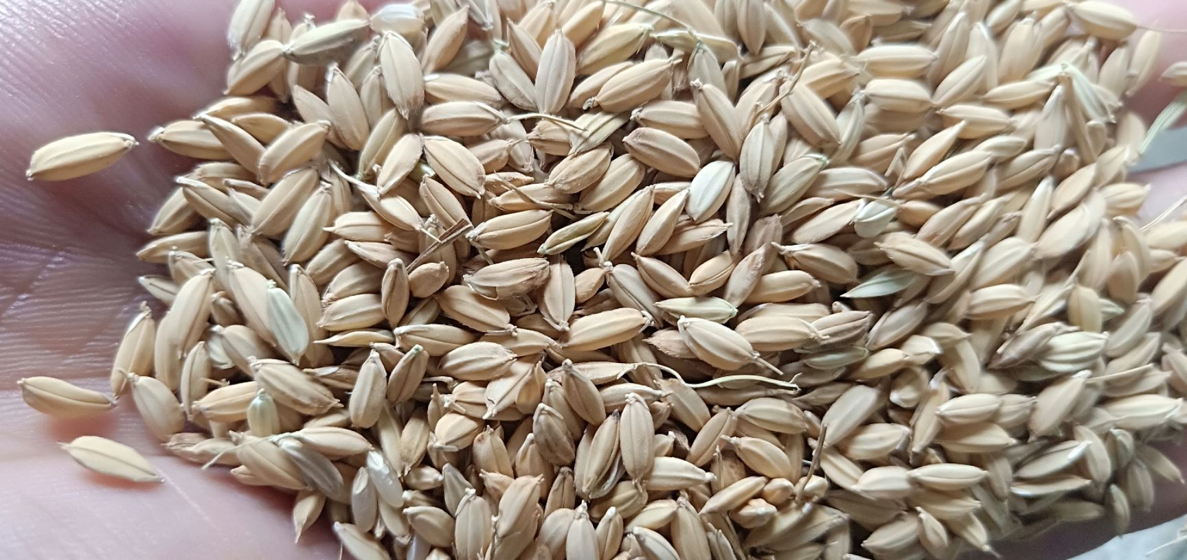 绥粳28水稻种子简介图片