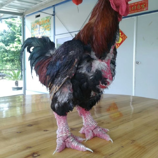 南宁东涛鸡苗 脱温东涛鸡 大脚鸡