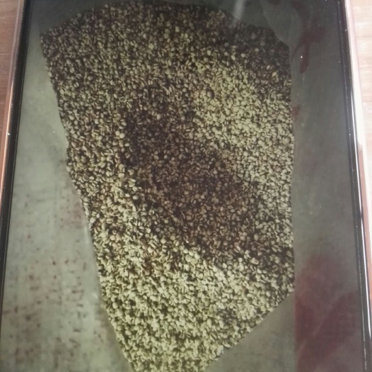 秦皇岛土薏仁