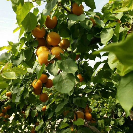 夏县金太阳杏 45mm以上
