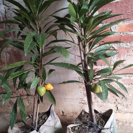 灵山县蛋黄果苗 树蛋果苗