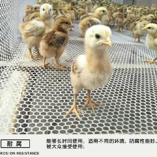 安平县漏粪板  全新纯料塑料养殖网 育雏网 鸡鸭鹅漏粪网防护网苗床