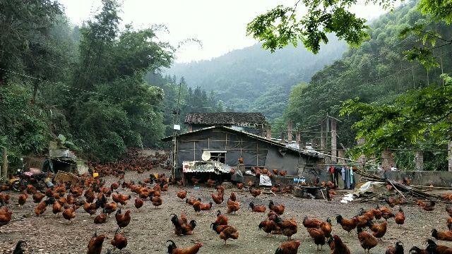 血毛土鸡 7-8斤 公