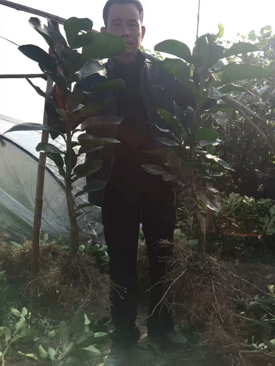平和县三红蜜柚苗 2年苗原产地发货