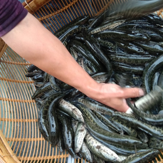 乌鳢苗  优质鱼苗，规格齐全，保证质量