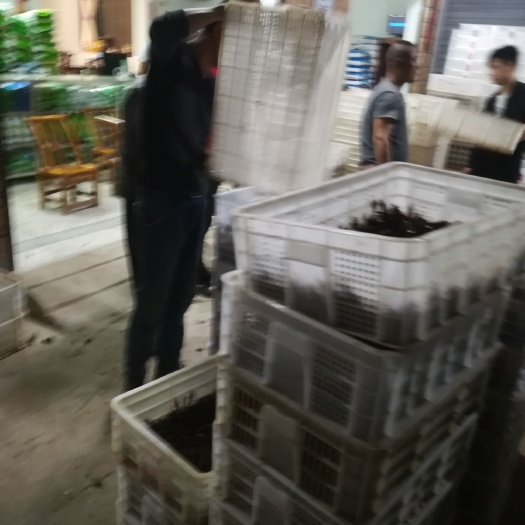 洪湖市龙虾苗 产地直销，成活率百分之95