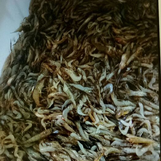 小鱼干