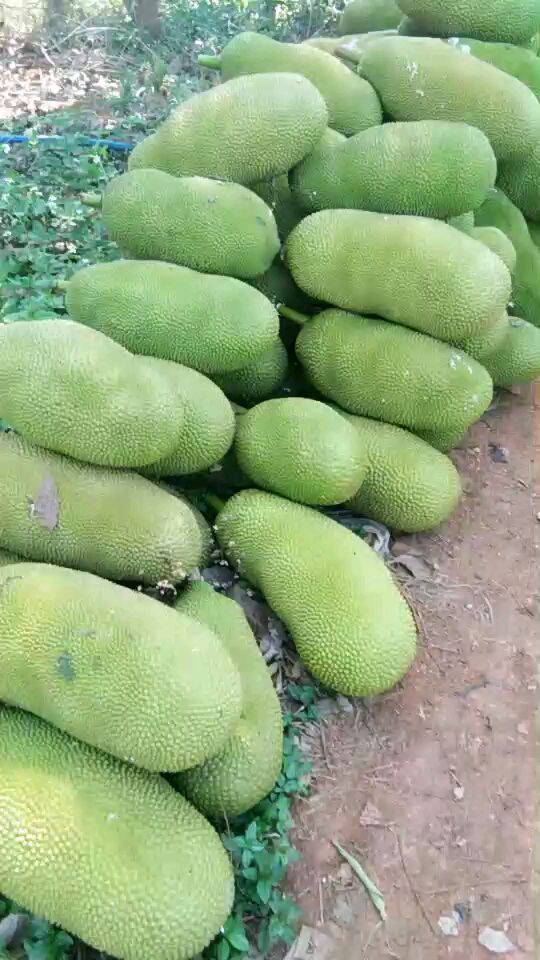 马来1号 20~25斤  以22斤为准