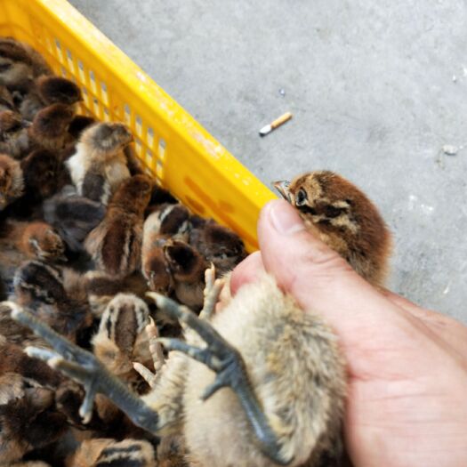 南宁乌鸡苗 正规公司 包打疫苗承诺无假货