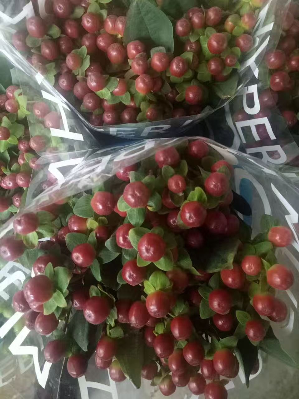 火龙珠