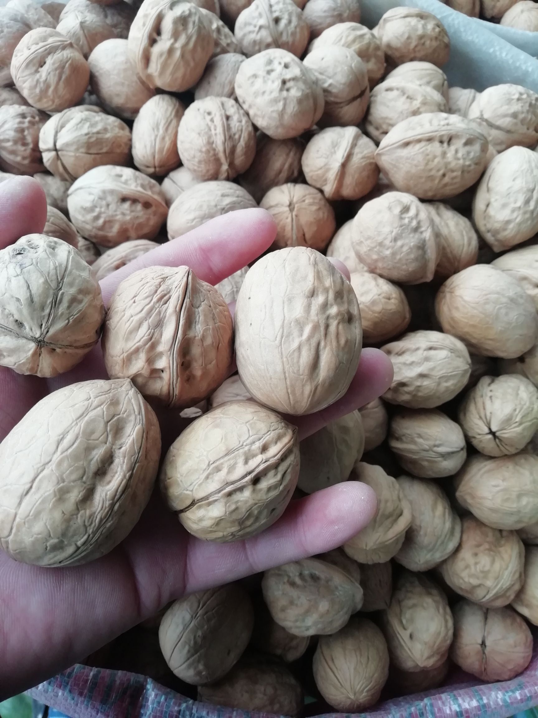 新货新疆阿克苏薄皮核桃质量保证包退包换放心购买核桃里面销量好