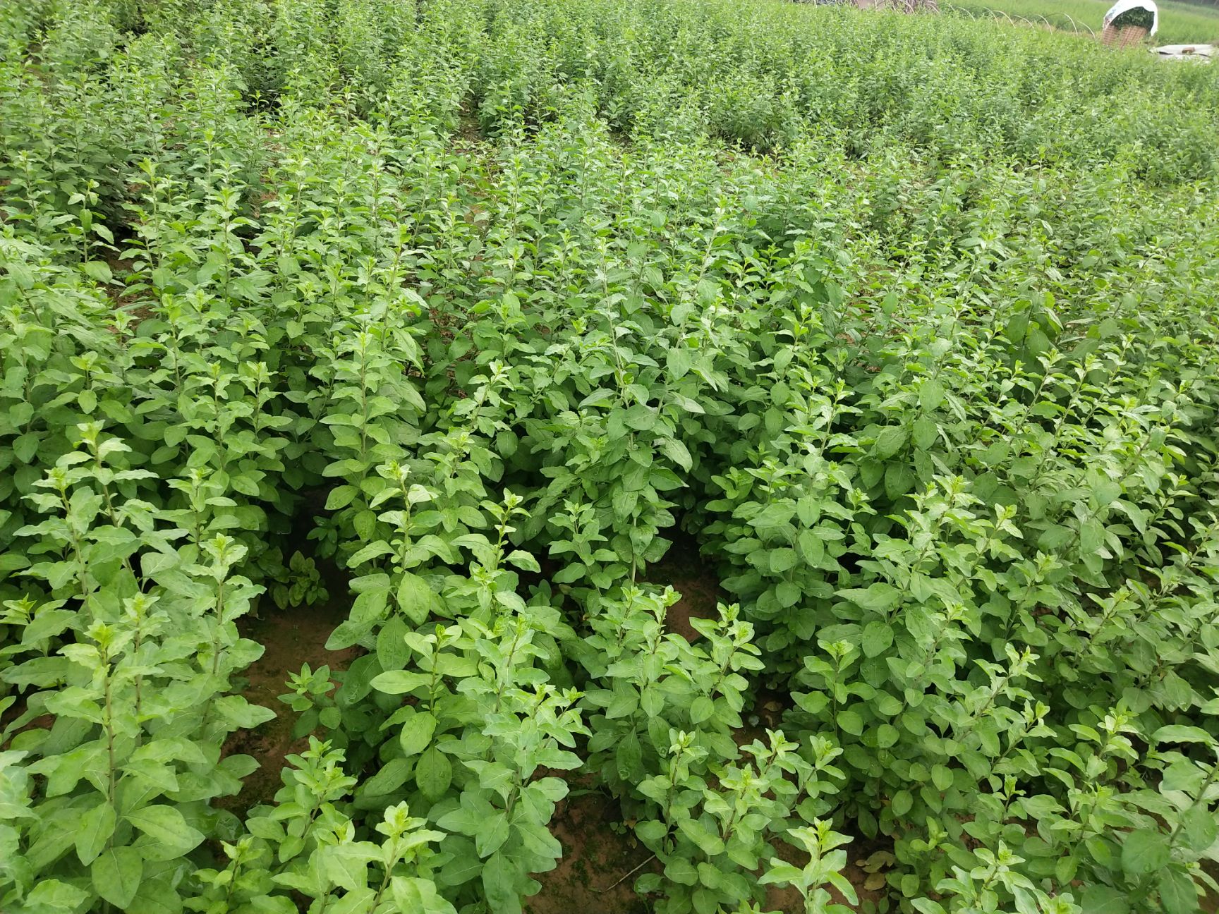 榆钱 狗记菜