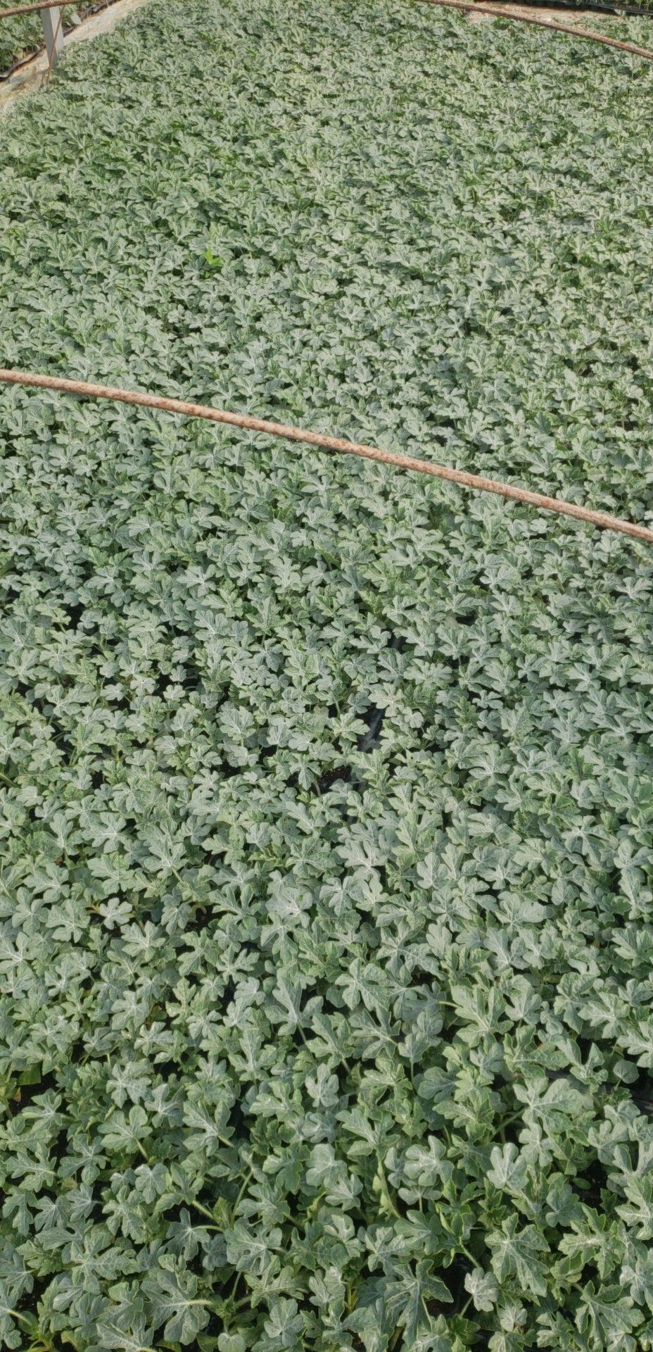 早佳8424西瓜苗  龙卷风，西农八号，8424，美都