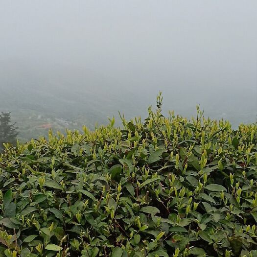 东阳市越乡龙井茶 一级 袋装