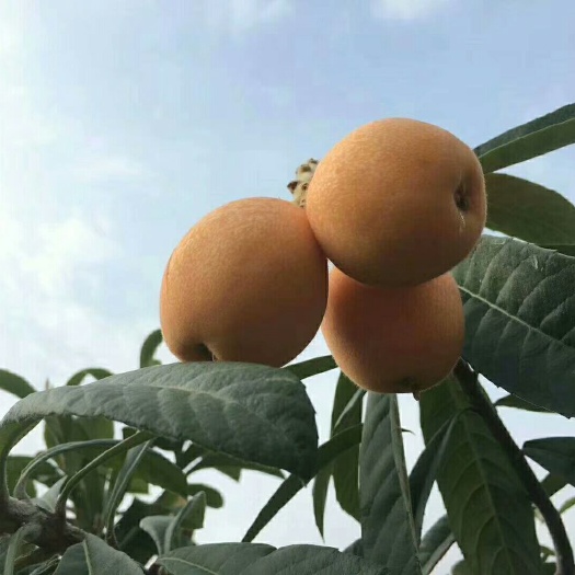 汉源县大五星枇杷 统货