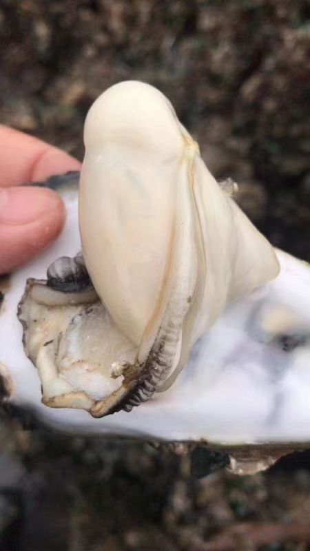 珠海生蚝 人工养殖 2-3两/只