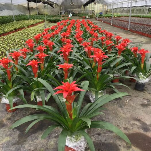 漳平市凤梨花 （丹尼斯）