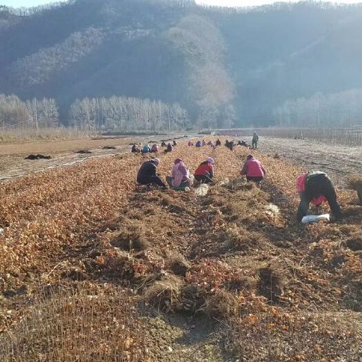 桓仁县蒙古栎苗（直供）
优质蒙古栎苗（1）（2）（3）年
辽东栎苗